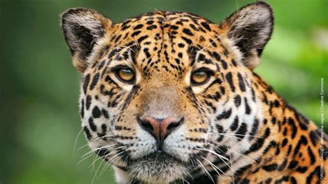 El Jefe The Only Wild Jaguar Known In The United States Has Been