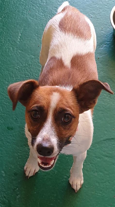 Cleo 46104 Small Female Jack Russell Terrier Dog In Vic Petrescue