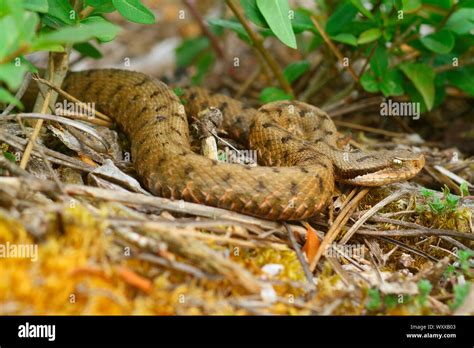 Aspic Viper Vipera Aspis France Stock Photo Alamy