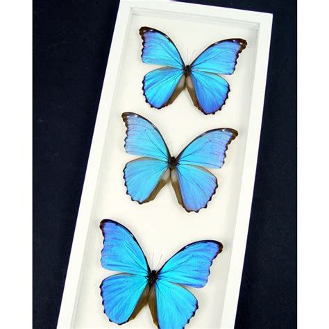 Blue Morpho Framed Butterflies Morpho Collection