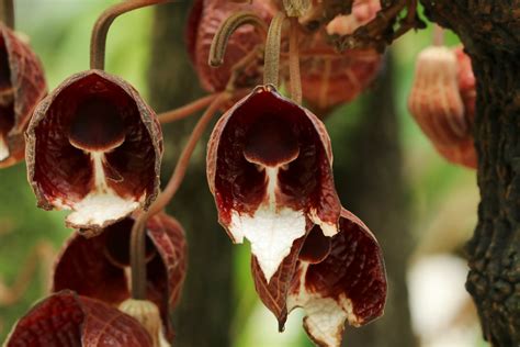 Aristolochia Arborea Linden アリストロキア・アルボレア アリストロキア・アルボレア 16 Flickr