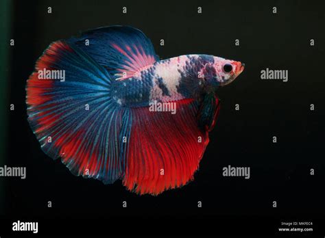 Betta Super Delta Stock Photo Alamy