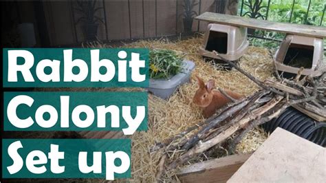 How To Set Up A Rabbit Colony For Meat Rabbits On The Homestead YouTube