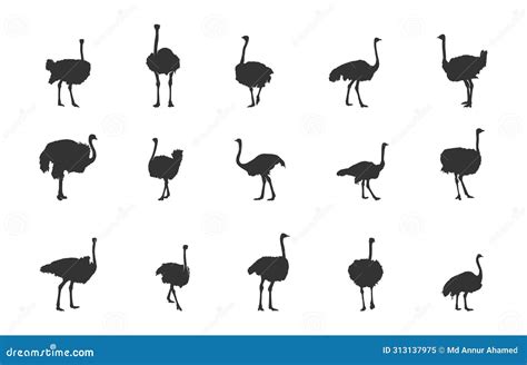 Ostrich Silhouettes Ostrich Vector Illustration Ostrich Clipart