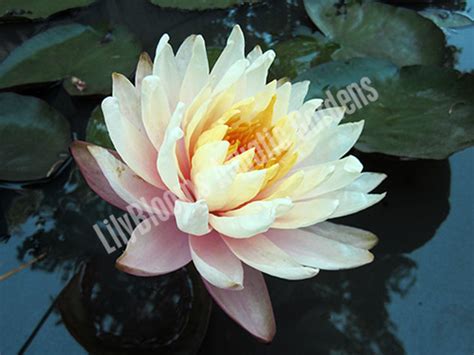 Hardy Water Lilies - Buy A Hardy Water Lily