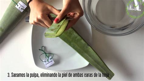 Aloe Vera C Mo Cortar Y Limpiar La Hoja S Bila Extraer Gel Quitar