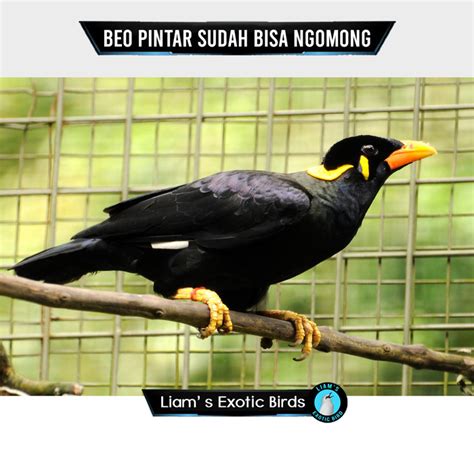 Jual Burung Beo Dewasa Jinak Sudah Ngomong Burung Beo Ngomong