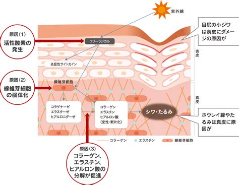 【シワのメカニズム】効果的なシワケアって？ 美容成分ラボ 三省製薬株式会社