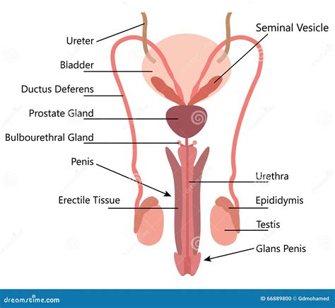 Diagrama Masculino Del Vector Del Sistema Reproductivo Ilustraci N Del