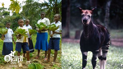 Okapi Conservation on Twitter: "Three days to #WorldOkapiDay! OCP conservation initiatives would ...