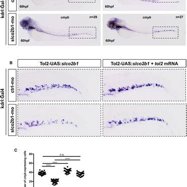 The Defect In HSPCs Proliferation In Slco2b1 Deficient Embryos Can Be