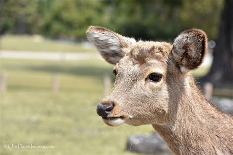 Hoofed mammals - "Our Planet" Images