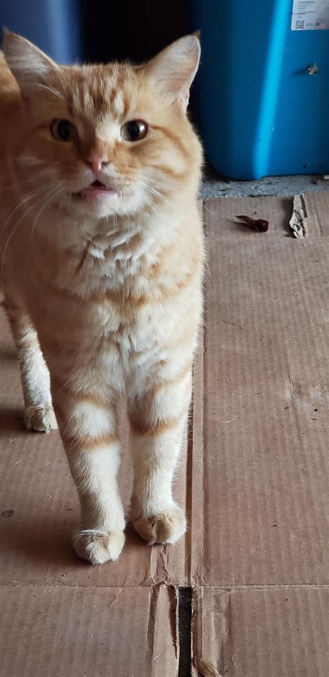 142 best r/feral_cats images on Pholder | Literally just wants to bite