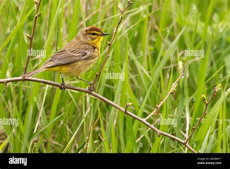 Palm warbler in spring migration Stock Photo - Alamy