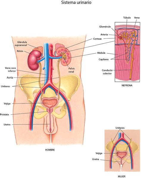 Sistema Urinario Recursos Manual Msd Versi N Para P Blico General