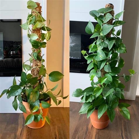 6 Months On A Moss Pole Golden Pothos She Seems To Like It