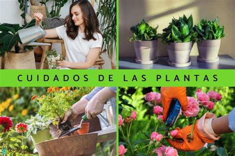 Como Cuidar Las Plantas