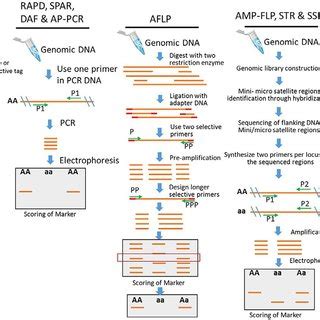 Types Of Molecular Markers Based On Hybridization Pcr And Both