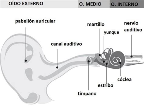 Cómo Funciona El Oído Y La Audición Todoido