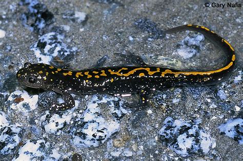 Santa Cruz long toed salamander - Alchetron, the free social encyclopedia