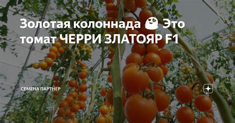 Золотая колоннада 😍 Это томат ЧЕРРИ ЗЛАТОЯР F1 | Семена Партнер | Дзен