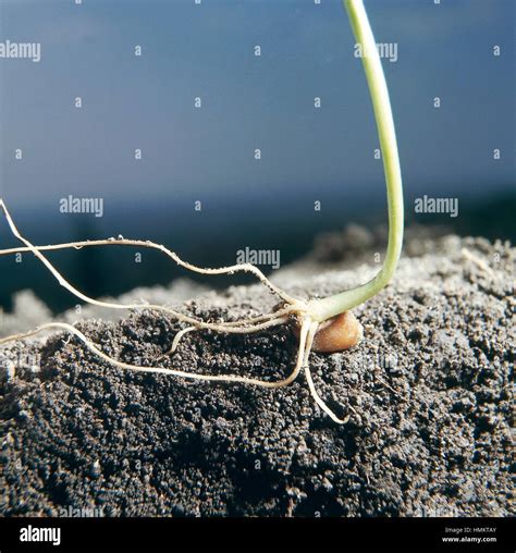 Germination Of A Grain Of Common Wheat Or Bread Wheat Triticum Aestivum Or Triticum Vulgare