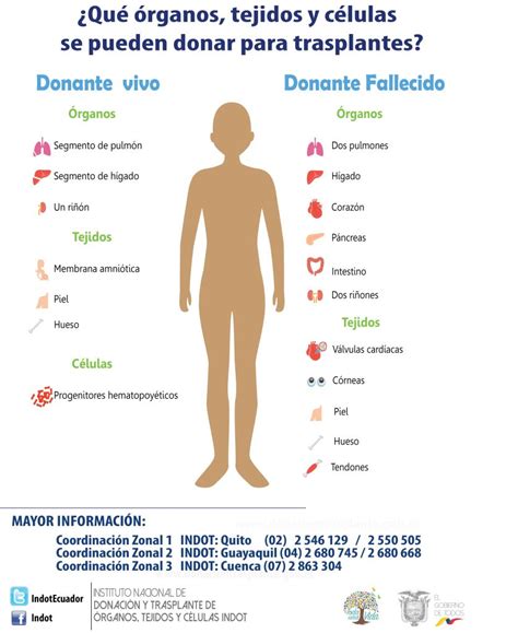 Qué órganos tejidos y células se pueden donar para trasplantes