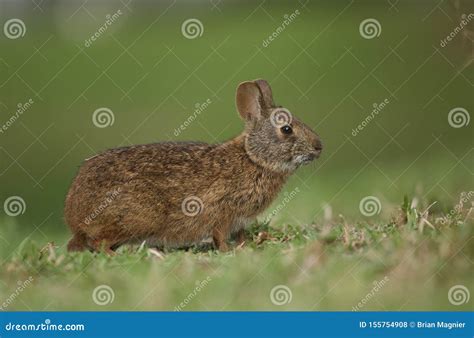 Marsh Rabbit In Florida Stock Photo Image Of Camouflage 155754908