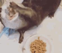 Otter GIF - Otter - Discover & Share GIFs