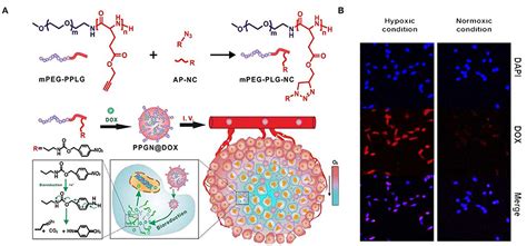 Frontiers Tumor Microenvironment Stimuli Responsive Nanoparticles For