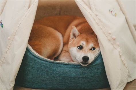 Top 5 Best Cave (Enclosed) Dog Beds - DogVills