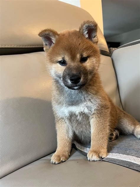 New shiba puppy - what type of colouring? : r/shiba