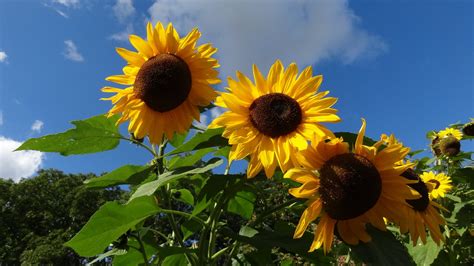 Zonnebloem Helianthus Annuus 25 Zaden Hobbytuin Puurnatuur Zaden