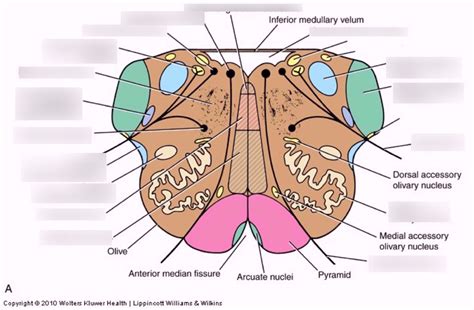 Diagram Of Brain Stem Cut 3 Quizlet