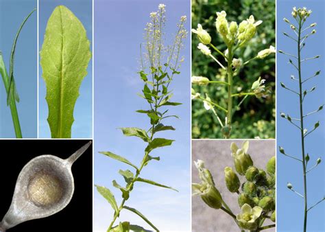 Camelina Sativa L Crantz Portale Alla Flora Del Parco Nazionale