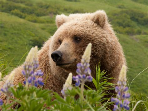 Bears really do chase skiers—but is this video fake? | National Geographic