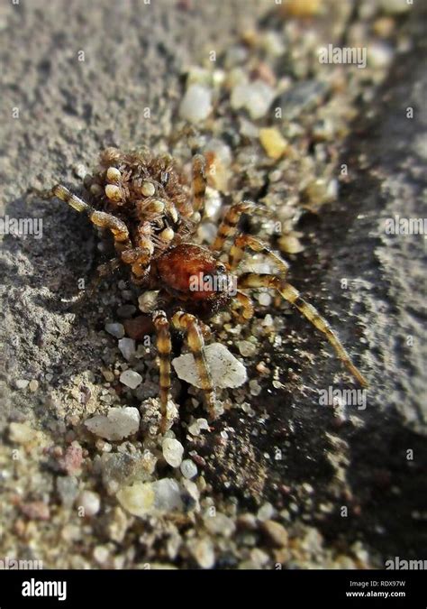 Arctosa Perita Lycosidae Sp Arnhem The Netherlands Stock Photo