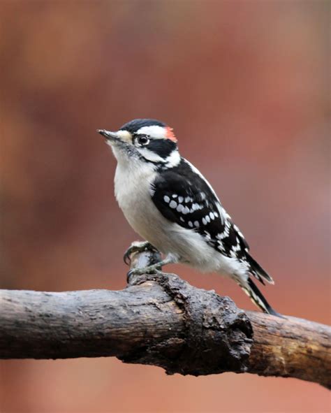 13 Black And White Birds Found In New Jersey Nature Blog Network