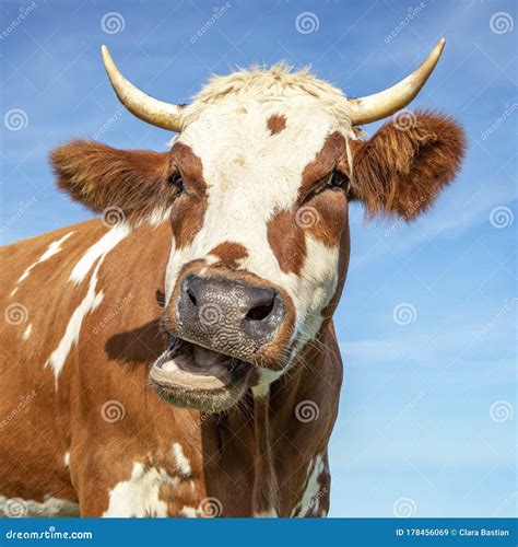 Funny Portrait Of A Mooing Cow With Open Mouth And Large Horns Stock