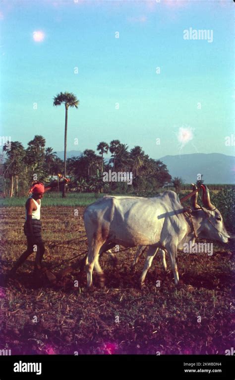 Farmers Use Bullocks For Ploughing Hi Res Stock Photography And Images