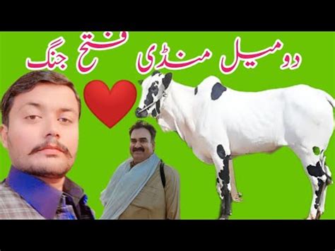 Domail Mandi Fatehjang Latets Update Ll Ll Dhani Bulls