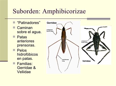 Clase Hexapoda Insectos