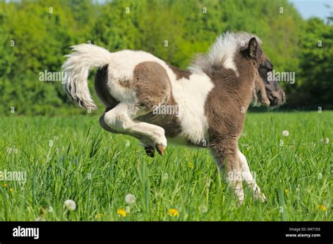 Shetland Pony Pinto Foal Bucking Hi Res Stock Photography And Images