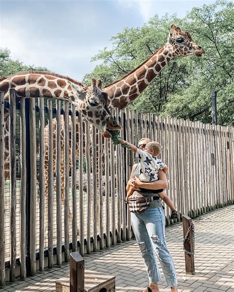 Giraffe Feeding at Brookfield Zoo