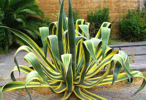 Cómo cultivar y cuidar la Planta del siglo Agave americana Abuela