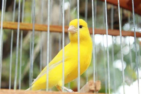 Canary Colors | 5 Basic Colors in Canaries and Amazing Facts