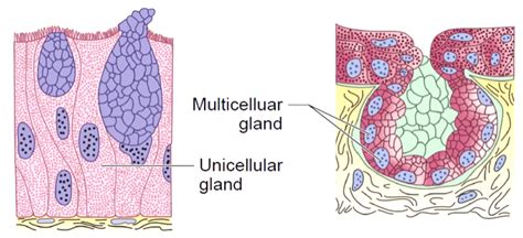 Glandular Epithelium Diagram