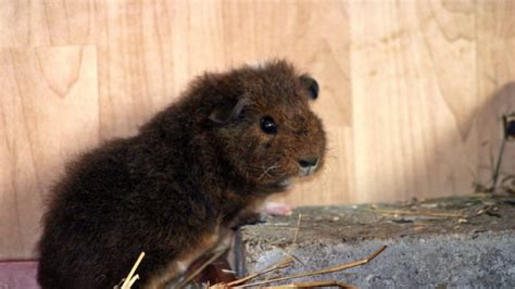 Ch Teddy Meerschweinchen Pflege Haltung Und Charakter