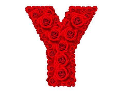 Rose Alphabet Set Alphabet Capital Letter Y Made From Red Rose