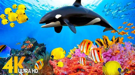 The Ocean 4K - Sea Animals for Relaxation, Beautiful Coral Reef Fish in ...